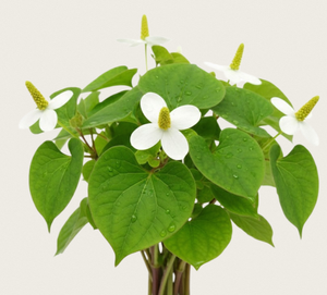 Extracto de Houttuynia Cordata TW PDRN 10 ppm, Polinucleótido Derivado de Plantas, Materia Prima Cosmética de Alta Pureza, Ingrediente Antienvejecimiento - Product Image 1