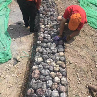 Gabions en treillis soudé triangulaire pour la décoration architecturale, cage en fil d'acier à motif unique
