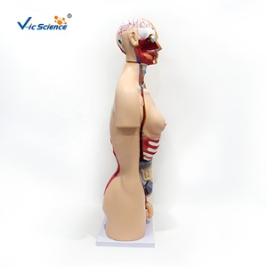 Modèle de torse masculin et féminin de 85 cm (23 pièces) en PVC pour la formation des infirmières et les sciences médicales - Product Image 5