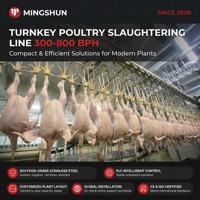 Ligne d'abattage automatique de volailles 304SUS 3000-5000 BPH pour poulets et canards, équipement d'abattoir avicole