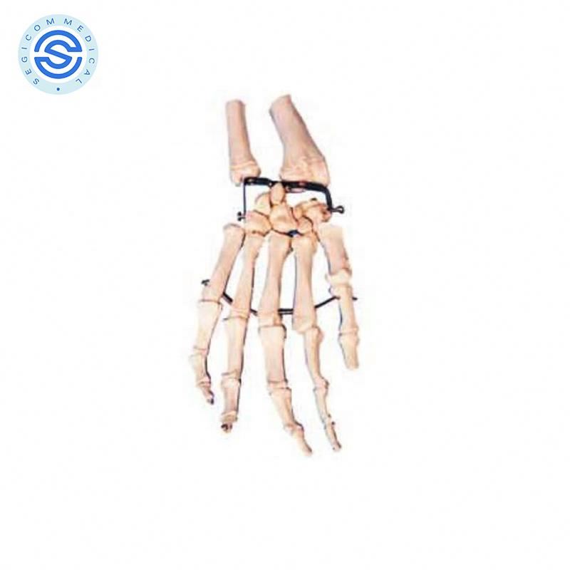 Новый Дизайн arm лопаточного и воротник ладони кости с Локоть кость и радиально-анатомическая модель кость модель скелета в медицинской учебной по доступной цене