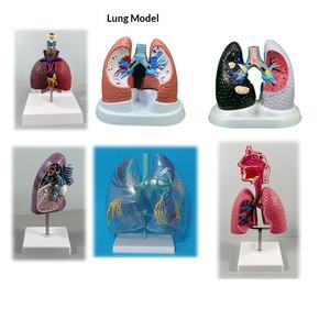 Matériel pédagogique pour le système respiratoire : Throat Heart Lungs, Segments pulmonaires codés par couleur, Structure des organes internes, Poumons malades, Modèle humain - Product Image 3