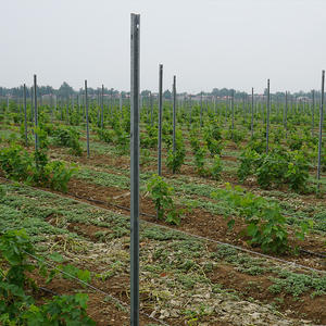 <span class=keywords><strong>Poteau</strong></span> <span class=keywords><strong>à</strong></span> raisin en acier galvanisé robuste avec revêtement antirouille pour un soutien durable des vignes dans les ranchs et tous les climats - Product Image 5