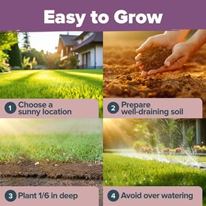 Vente chaude Haute Germination Wildflower Lavender pour débutants et jardiniers chevronnés <span class=keywords><strong>Pot</strong></span> de fleur pour la plantation intérieure extérieure - Product Image 6