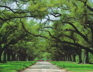 Papiers peints personnalisés 3D, murale d'allée arborée verte, autocollante, PVC imperméable, taille personnalisable, appartement, salle à manger, salon - Product Image 5