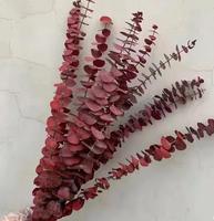 Tiges d'eucalyptus préservées pour la décoration de mariage, feuilles naturelles Silver Dollar