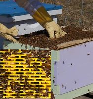 Nouvelle grille d'exclusion de reine en plastique jaune Witbee QE-5 pour ruche Langstroth à 10 cadres 51x41cm, garantie 1 an, équipement d'apiculture