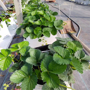 Macetas de Vivero Blancas y Negras, Bolsas de Cultivo de Plástico <span class=keywords><strong>PE</strong></span> para Plantas de Semillero con Orificios Transpirables, Bolsas de Enraizamiento, Bolsas de Cultivo de Polietileno - Product Image 5