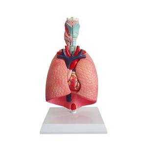 Modèle de poumons à deux parties, moitiés de poumons, organes thoraciques, modèle du système respiratoire - Product Image 1