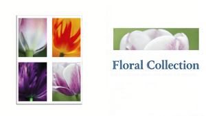 Estampillas Postales, Etiquetas de Impresión, Originales Individuales, 20 Estampillas Conmemorativas 2023, Flores de Tulipán, Papel, Estampillas Postales Americanas - Product Image 5