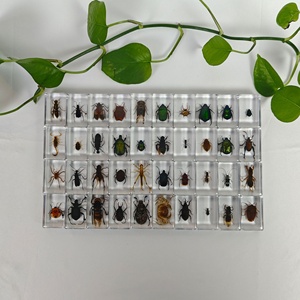 Spécimen d'insecte réel, coquillage marin, artisanat en résine, équipement expérimental pour l'éducation de la <span class=keywords><strong>petite</strong></span> <span class=keywords><strong>enfance</strong></span> - Product Image 2