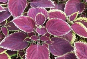 Высокое качество семена периллы порошок перилла экстракт листьев периллы - Product Image 2