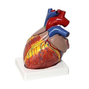 Modelo de Corazón Humano de Alta Calidad, 3 Veces el Tamaño Real - Product Image 1