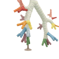 Modelo de Esqueleto de PVC Avanzado para Escuela de Medicina, con Traquea, Bronquio y Segmento Bronco-Pulmonar, para Educación en Laboratorios de Biología