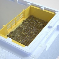 Nouvelle boîte en plastique pour l'accouplement des reines et mini ruche