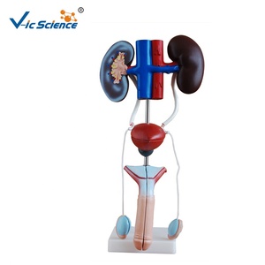 Mannelijk genitourinair systeem Mannelijk menselijk lichaam Medisch model Anatomisch model Reproductiesysteem Anatomisch model - Product Image 1