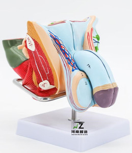 Scienza medica organo genitale maschile umano modello di formazione anatomica organo maschile genitale maschile modello organo maschile - Product Image 2