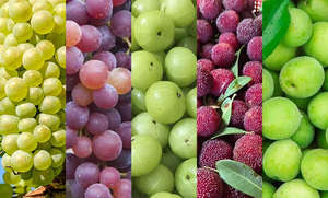 Daqiaodao palline di gelato per uso alimentare bevono bustina di plastica per imballaggio ghiacciolo in magazzino per cocktail fai da te per feste bevande a base di succo - Product Image 6