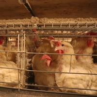 Vente en gros de cage de batterie d'élevage automatique de poules de bonne qualité et moderne d'usine de Chine pour élever 20000 poulets aux œufs