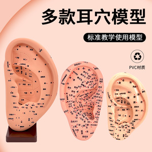 Modelo ultraclaro de meridianos y puntos de acupuntura para el cuerpo humano, modelo de puntos de acupuntura para la oreja, molde de oreja de 16 cm - Product Image 2