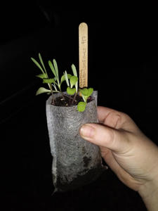 Borsa per bambini in tessuto Non tessuto per coltivare borse per <span class=keywords><strong>piante</strong></span> e <span class=keywords><strong>piante</strong></span> con alberelli <span class=keywords><strong>di</strong></span> frutta - Product Image 2