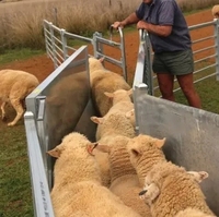 Équipement de tirage de moutons mobile et réglable en V avec porte de tirage et système de pesée, corral de compression pour moutons