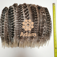 Plumes de queue de dinde sauvage rayées brun naturel pour la confection de coiffes, la pêche à la mouche, les costumes de carnaval, les loisirs créatifs et la décoration.