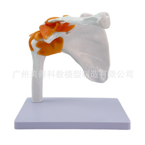Modelo de Articulación del Hombro Natural 1:1 para Enseñanza; Modelo de Articulación del Hombro Humano con Ligamentos y Escápula; Móvil - Product Image 4