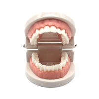 Appareil médical pour la décoration des dents, petit outil d'hygiène dentaire, modèle éducatif,