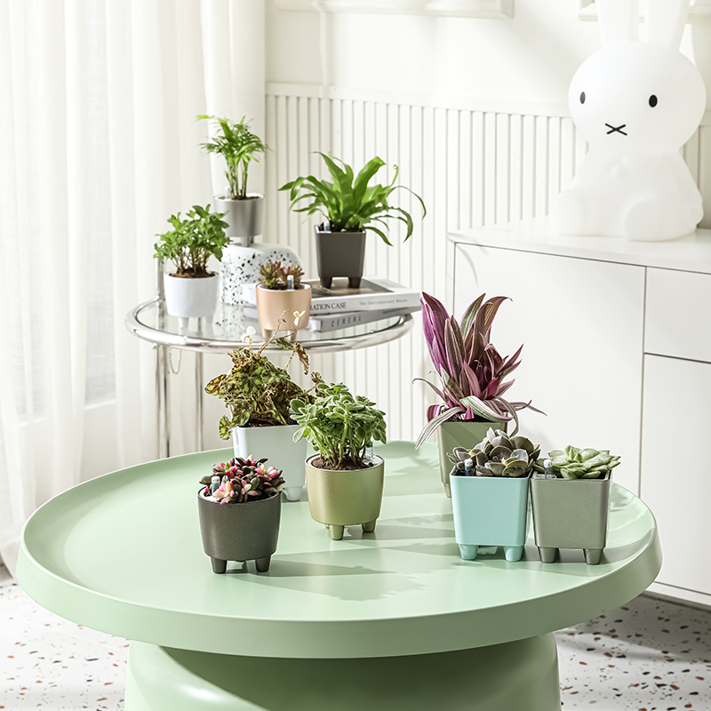 Plantas Sanas en Maceta sin Drenaje Plantas Sanas en Maceta sin Drenaje