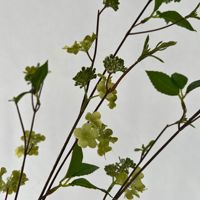 Ranting Viburnum Plicatum Buatan Rustic Kustom, Bunga Liar Palsu, Batang Bunga Bola Salju Jepang untuk Rangkaian Bunga Rumah