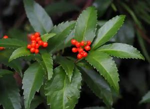 Natuurlijke Plant Extract Gras Koraal Extract <span class=keywords><strong>Coralline</strong></span> Extract Poeder 10:1 Voor De Gezondheidszorg