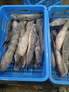 Ikan Lele Beku Utuh Bulat