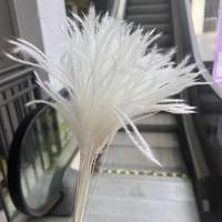 Großhandel: Boho-Trockenblumen, konserviertes Pampasgras, Phragmites, weiches Schilfgras für Thanksgiving, Ostern und Halloween Deko