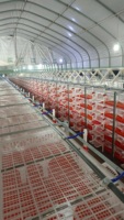 Cages en batterie pour poules pondeuses en plastique avec courroies pour la production d'œufs