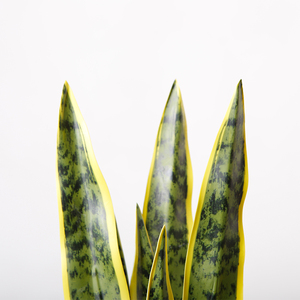 Planta Artificial <span class=keywords><strong>de</strong></span> 56 cm, Tipo Bonsái, Suculenta '<span class=keywords><strong>Lengua</strong></span> <span class=keywords><strong>de</strong></span> Madre', en Maceta, para Interiores - Product Image 4