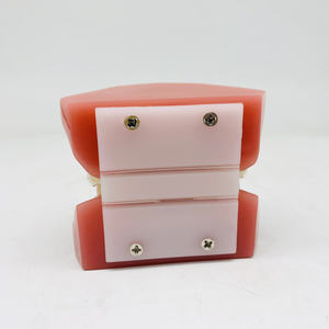 แบบจำลองทางทันตกรรมสำหรับการวิจัยทางทันตกรรมรูปแบบการรักษาทันตกรรมจัดฟัน - Product Image 4