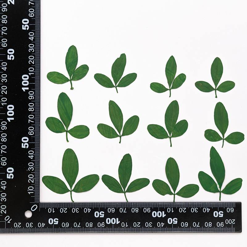 MH715 Cuiyuncao Natural green