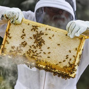Nuevo Paquete de 10 Láminas de Plástico para Base de Colmena de Abejas, de 8-1/2 Pulgadas de Profundidad, Enceradas, Amarillas, para Aplicaciones en Granjas Apícolas - Product Image 6