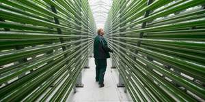 Fotobiorreator de Microalgas - Product Image 4