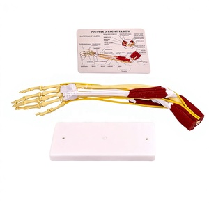 Modèle anatomique en PVC des articulations et muscles humains : structure acromio-claviculaire, acromiale, genou, coude, épaule - Product Image 6