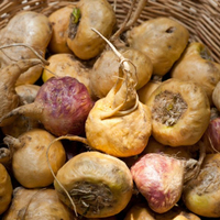 Fournisseur d'usine Ciyuan, prix de gros, extrait de racine de maca en poudre, emballage OEM