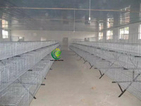 Nouvelle Cage d'élevage de poulettes de type A à 3 niveaux, entièrement automatique, galvanisée à chaud, avec contrôle intelligent, pour grande couveuse commerciale