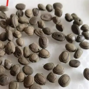 Bezoar de Mono Rhesus (Hou Zao) Seco, Crudo y Entero para Uso Tradicional como Hierba Medicinal - Product Image 2