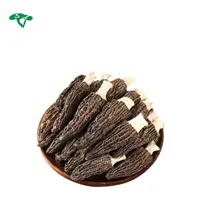 Hochwertige getrocknete schwarze Morchella Esculenta/Morchel pilze zu verkaufen