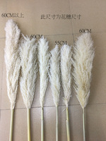 Arche de mariage en pampas, roseau sauvage, pampas séché, couleur naturelle, longue herbe de pampas