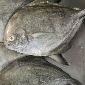 Captura de Pomfret negro del océano tropical, pescado congelado capturado en la naturaleza, pescado entero limpio, carne blanca, buen sabor, tipo de mariscos - Product Image 2