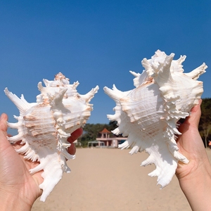 Coquille de remplacement pour hermit crab, coquille de conque naturelle, coquille de conque en gros, escargot à mille mains, escargot Kirin, paysage d'<span class=keywords><strong>aquarium</strong></span> - Product Image 5