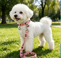 Ensemble laisse et collier pour chien tendance, laisse de promenade souple pour chiens de petite et moyenne taille