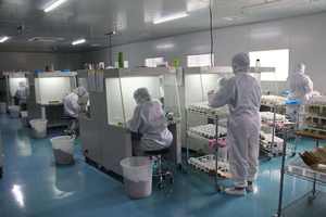 Groothandel verse gekweekte Alocasia Nobilis roze K-versie gemengde bloemen met lange houdbaarheid - Product Image 5